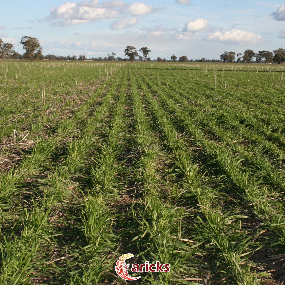 A consistent row tells the story.
Better residue control = stronger emergence.

👉 This is why it matters.

#jd #JohnDeere #farm #AG #Agriculture