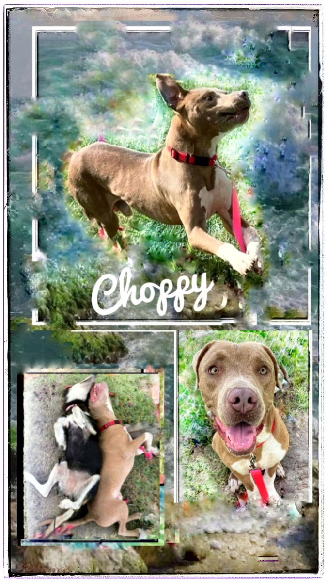 🚨Plz HELP 🆘 Poor CHOPPY #A381622 thought he had a home 🏡 but INSTEAD was DUMPED AGAIN (cuz he has a limp), now he's TBK at ANY Time 😫 This guy is a TOTAL CHARACTER 😍

Plz 🙏 #PLEDGE here to attract a ResQ 

Adopt OR FOSTER 🙏 CHOPPY at CORPUS CHRISTI AC 📞 361-826-4630