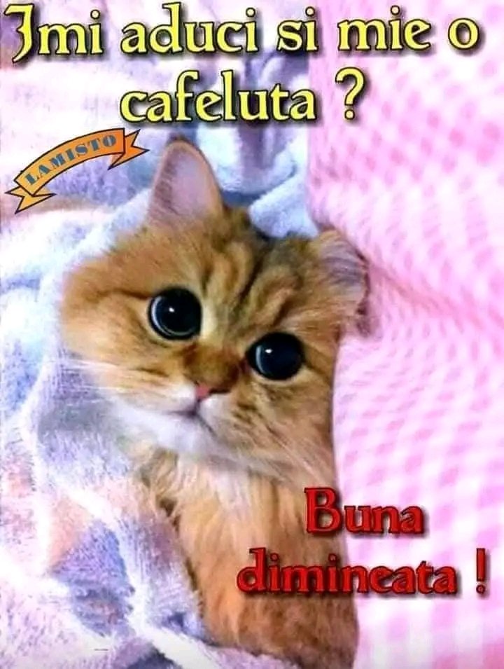 valentin_dalea's tweet image. Bună dimineața !!!