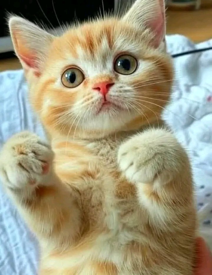 valentin_dalea's tweet image. Bună dimineața !!!