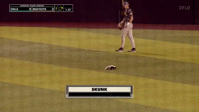 Skunk