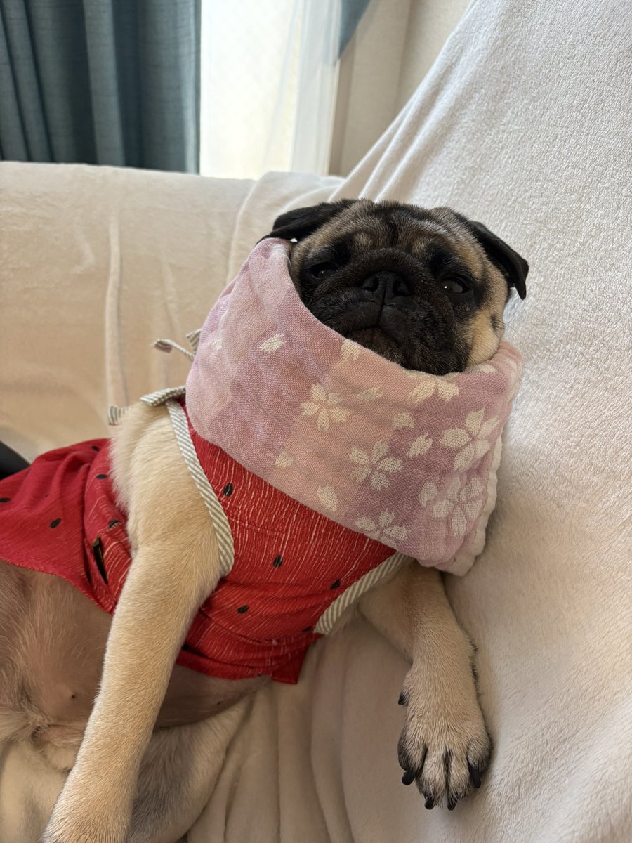 ゼルダ姫の指の間にデキモノが出来たので、病院行って消毒液と飲み薬を貰ってきたよ。
舐めないようにエリザベスカラー巻いてます。