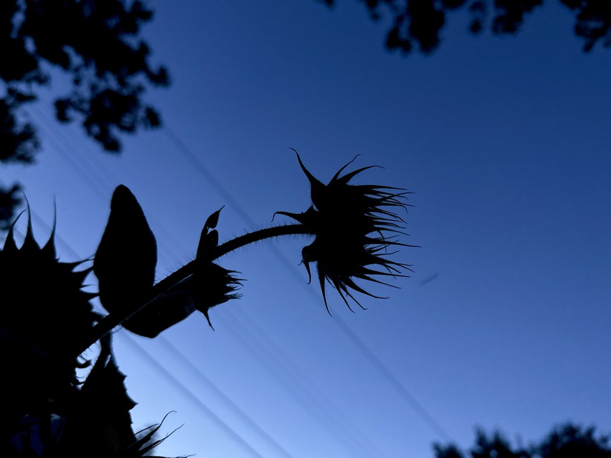 ok_listener's tweet image. sunflower