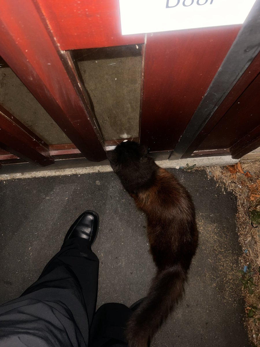 cyjswishlist's tweet image. so this cat followed me home and is trying to get into the flat I live in