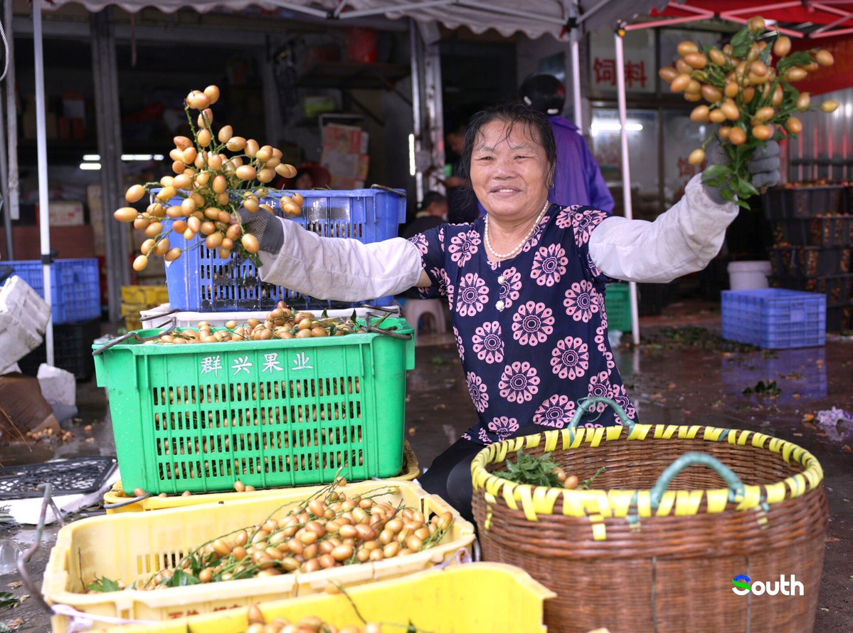 thisisGBA's tweet image. #Guangdong | 🍊 Discover the Magic of Wampee in Huangchang Village! 🏡✨
Did you know? Huangchang Village is famous as the "Village of Wampee"—a golden fruit packed with vitamin C & health benefits! 🌿💊
🍽️ Feast on the "Wampee Banquet" 🎉:
✅ 8 Dishes, 1…