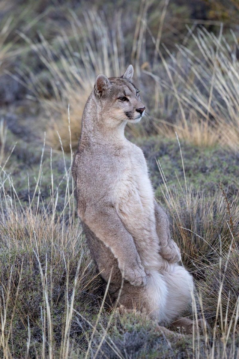 pinkpanther tweet media