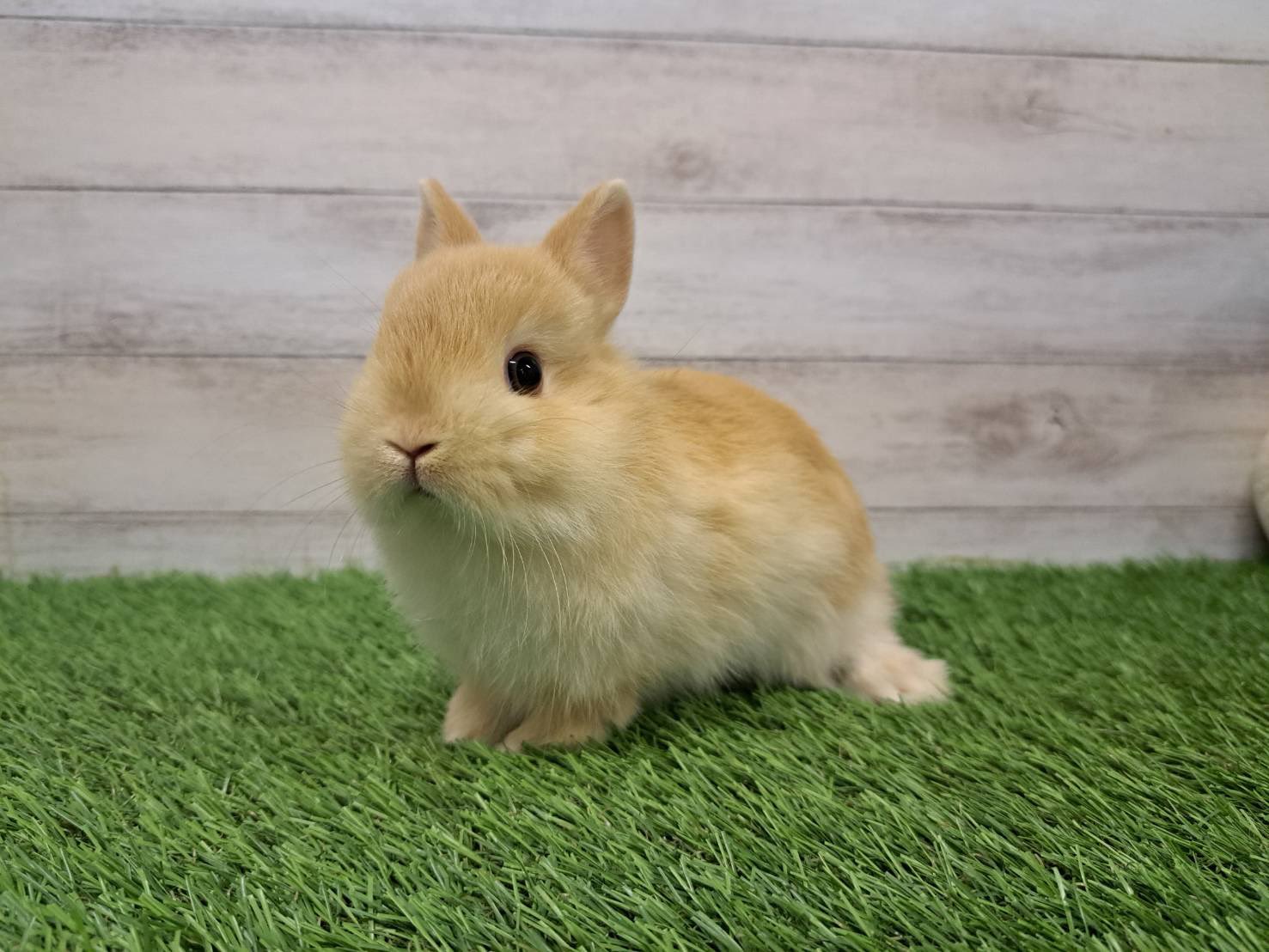 うさぎとCafe🐰うさぎカフェ (@usagitocafe) / X