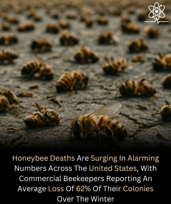 Alarming bee losses!  62% of honey bee colonies lost in US winters. Climate change &amp; pesticides threaten pollinators &amp; food security.  Let's act for bee conservation!  #BeeConservation #ClimateAction <a href="/endelstamberg/">Endel Stamberg #FightFor1Point5</a> <a href="/judithcallagha9/">judith callaghan 🌱🌱🌱</a> <a href="/rhosking252/">Robert Redmayne Hosking 🔥🌍🔥</a>