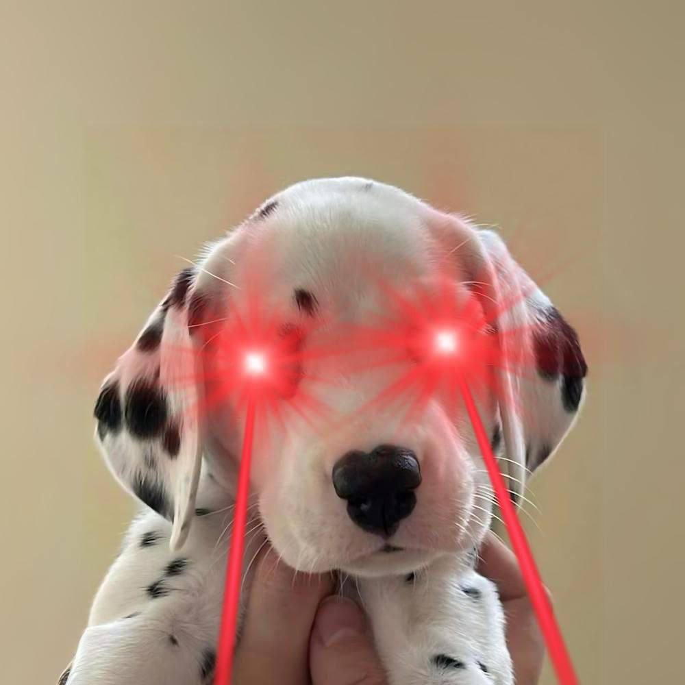 Chasing_Memes's tweet image. Say hello to my little friend.