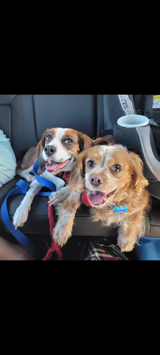 Beagle Bailey & Archer Dog tweet media