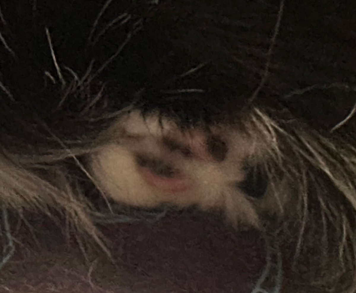ReaganAndWonky's tweet image. gonna start selling 🐾 pics to pay for the vet 😅😥