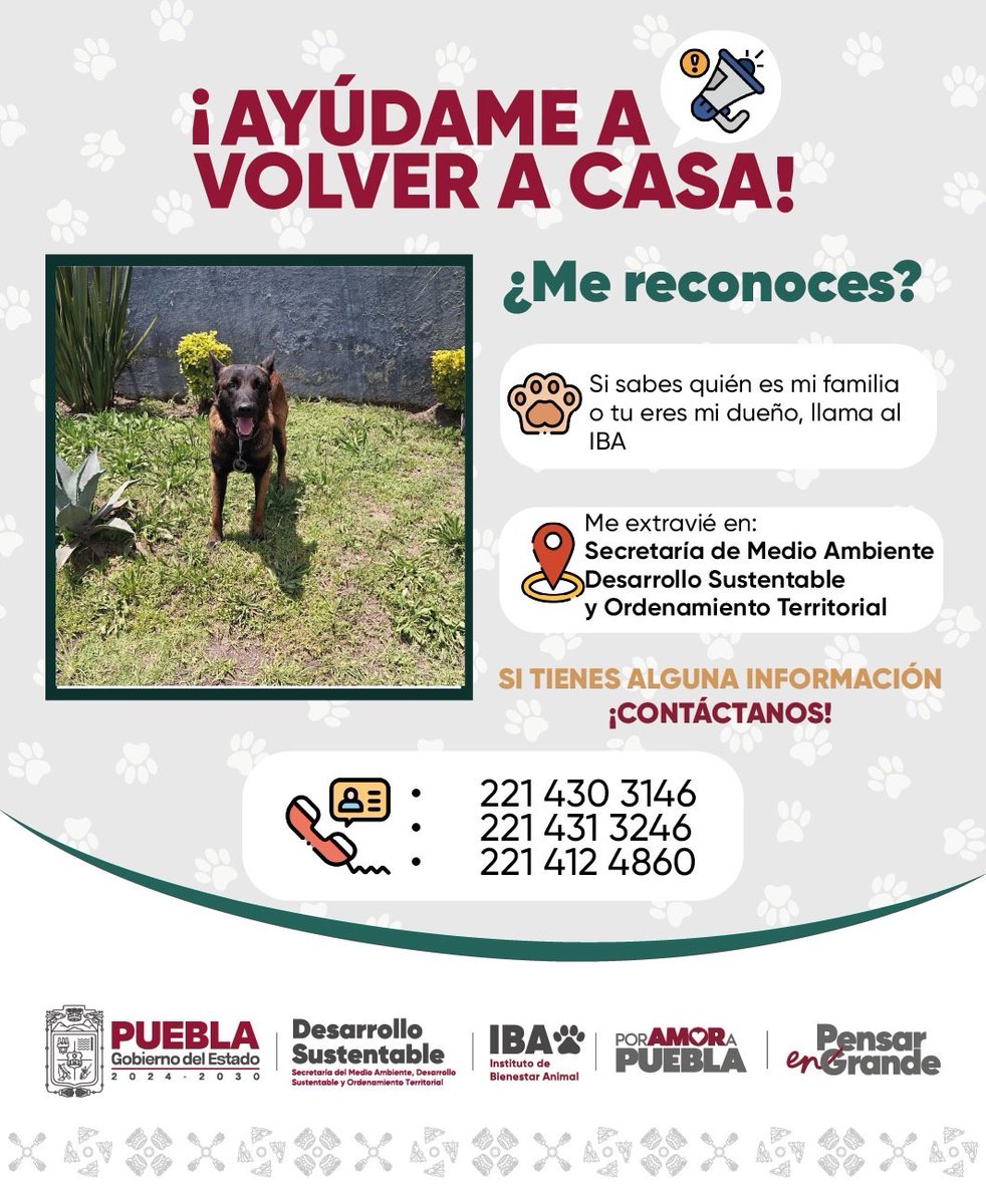 IBAGobPue's tweet image. 📢 ¡Ayúdanos a encontrar a su familia!
Encontramos a este lomito en la zona de @AmbienteGobPue.
Si conoces a sus tutores contáctanos para poder reunirlos pronto.
#PorAmorAPuebla #PorAmorALosSeresSintientes 🐶💚