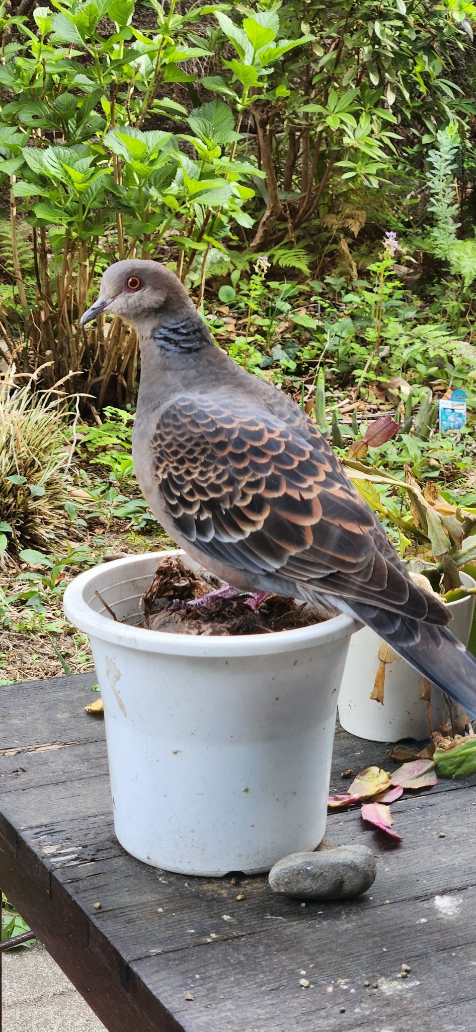 鳩 182Body.jpg