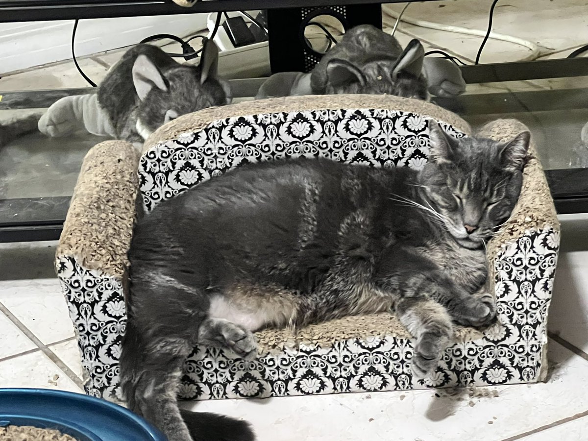 Sierra: Good #MondayNight my Twitterverse Furrends, as I drift off to sleep I’m sending everyone lots of Purrs and Peaceful Meditations of Thanksgiving for being our Furrends.
We can never thank you all enough for stopping by to say hello.
☮️💖😺
#CatsOfTwitter 
#Purrs4Peace