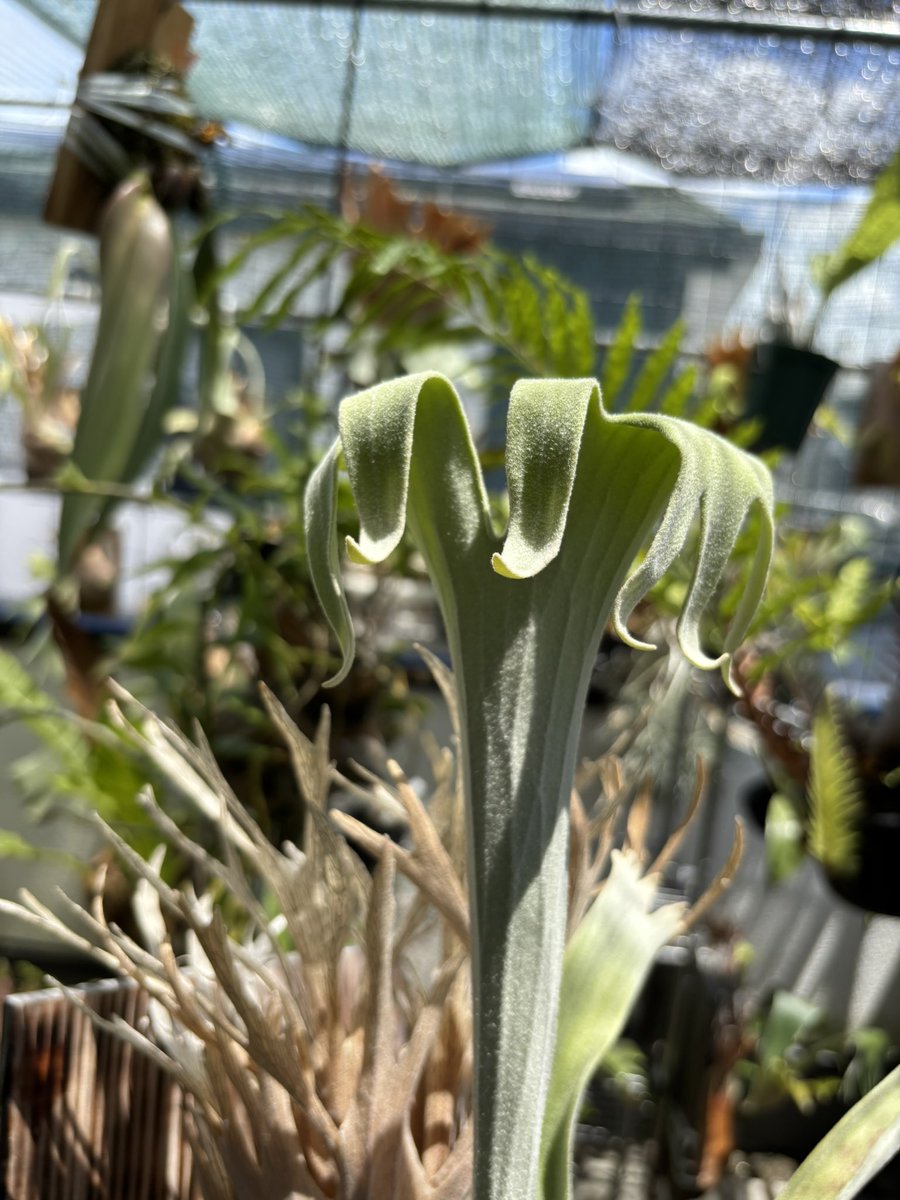 ファキニー (@petrichor3930) on Twitter photo 