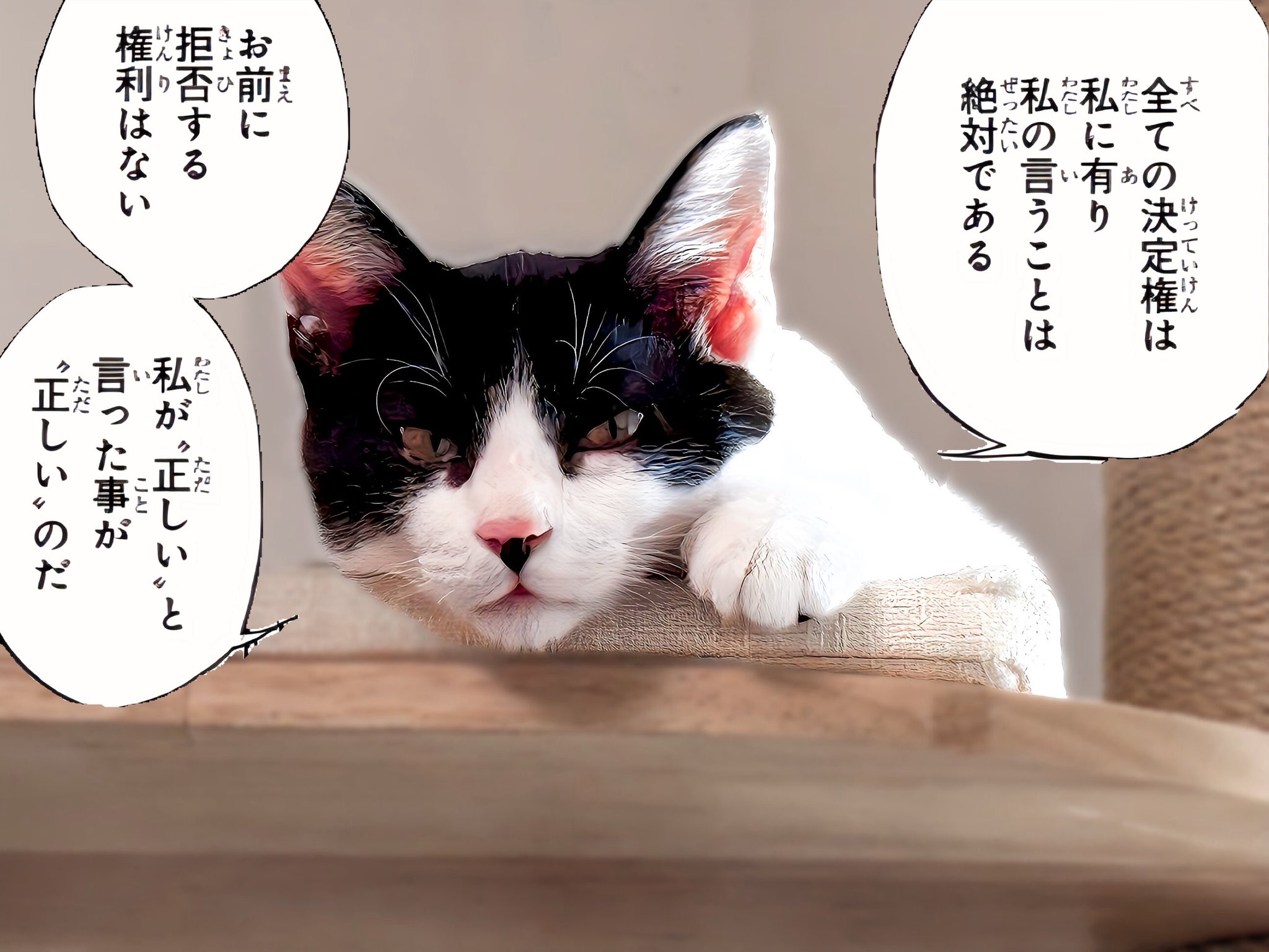 ただの猫好き ただの猫好き (@chitakohaku) / X