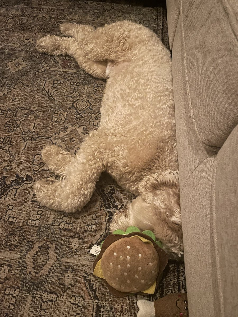 DrCPhD1's tweet image. Harvey fell asleep with a burger on his face…. 🤦‍♂️ 😂 🤣