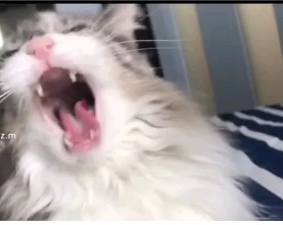 Yo: Rafa, sal de arriba de mí, juega un ratico en la play anda.

Rafa en corto: Mima, y que Arthur se me muera de nuevo?? No, gracias.

Traumas que dejó el #rdr2 💔