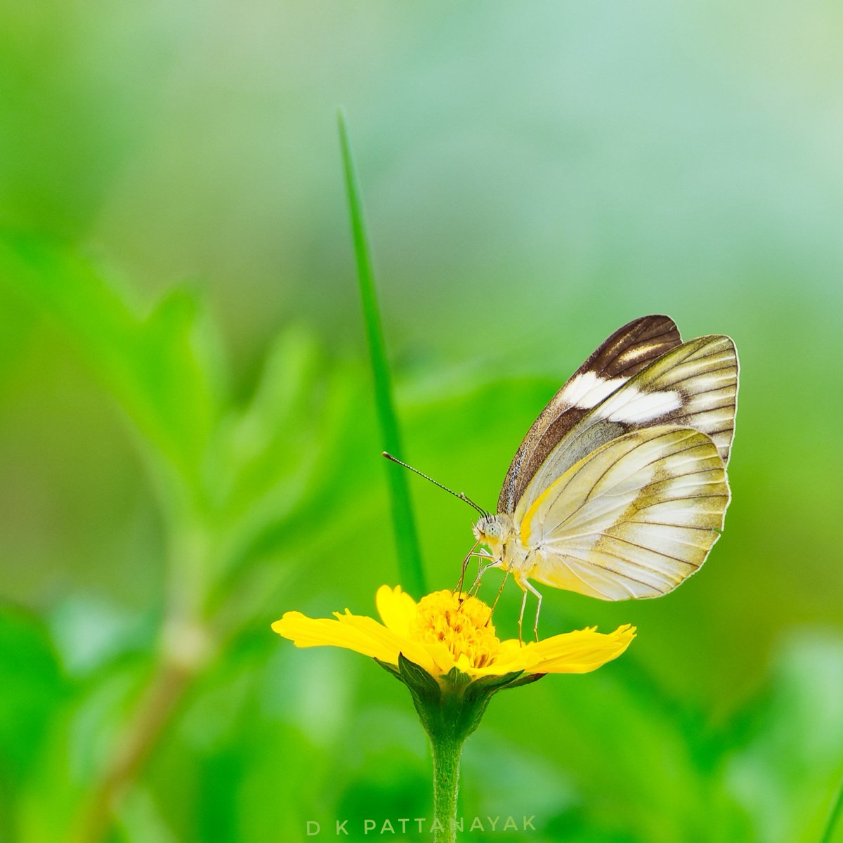 #TitliTuesday
Striped Albatross (Appias libythea) butterfly on a lovely morning.
#IndiAves #ThePhotoHour #BBCWildlifePOTD #natgeoindia