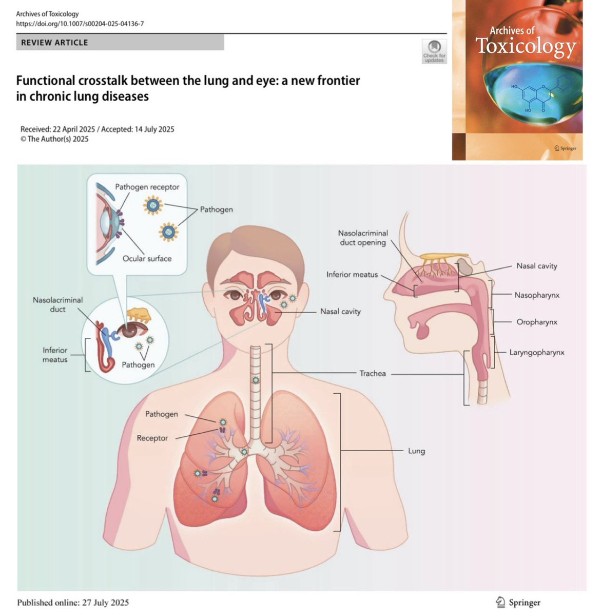 doi.org/10.1007/s00204… <a href="/Dinesh_Kumar78/">Dinesh Kumar Chellappan, PhD</a> <a href="/Fettinasi/">Gabriele De Rubis</a> <a href="/DrKeshavRajPau1/">Keshav Raj Paudel</a> <a href="/Kam_Dua/">Kamal Dua</a> #Kamal_Dua <a href="/DrStewartYeung/">Stewart Yeung</a> <a href="/UTS_Health/">UTS Health</a> <a href="/UTSARCCIM/">ARCCIM</a> <a href="/Woolcockmedical/">Woolcock Institute of Medical Research</a> <a href="/IMUMalaysia/">IMU Malaysia</a> <a href="/imu_pharmacy/">IMU School of Pharmacy</a> <a href="/_INPST/">International Natural Product Sciences Taskforce</a> <a href="/_atanas_/">Atanas G. Atanasov</a> <a href="/ScienceCommuni2/">Science Communication</a> #lung #eye #respiratory