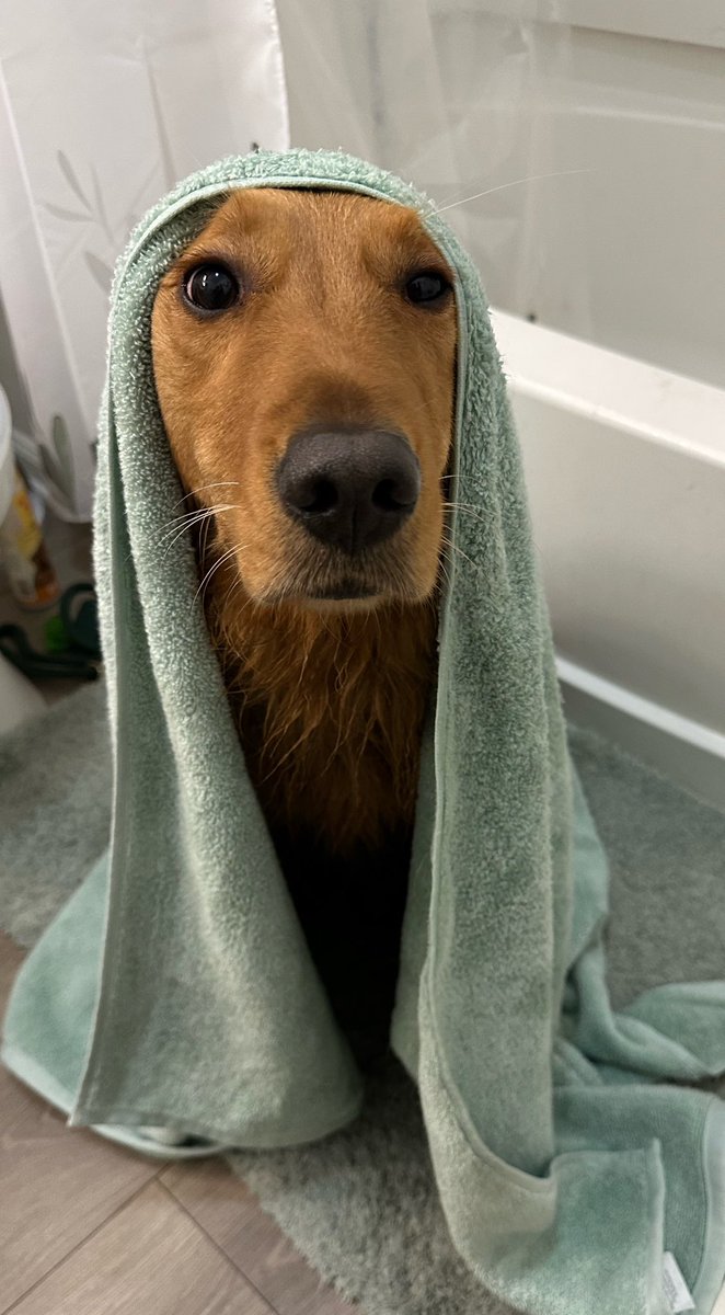 Pup needed a bath, and she was skeptical at first

But then she got a bunch of treats and pats as compensation, and she’s okay again