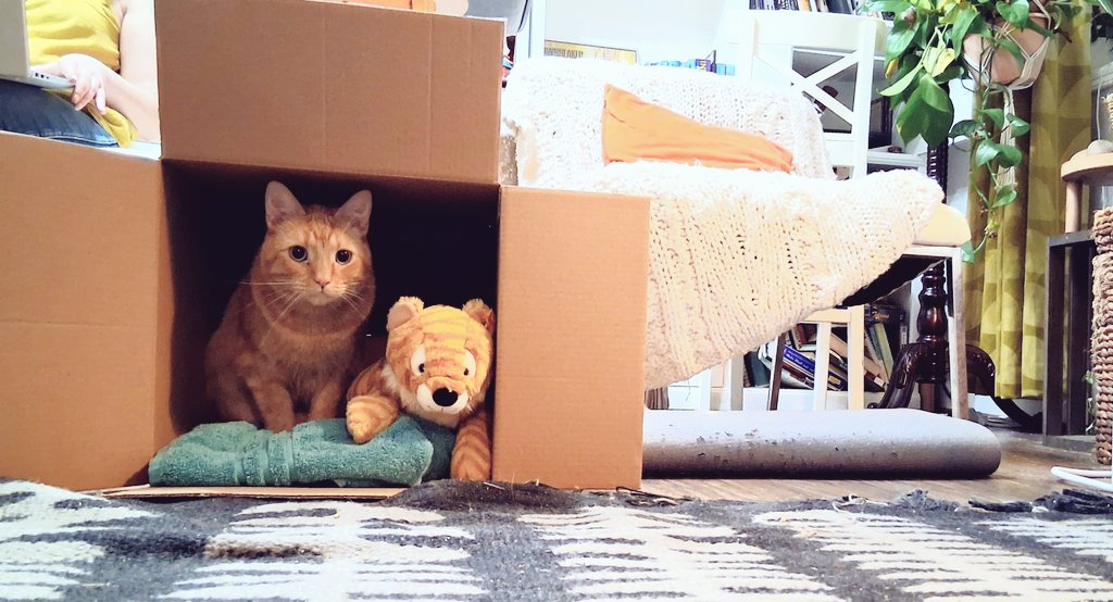 fern_breath's tweet image. When humans feel bad, in our house, we make them blanket forts. When cats feel bad, we make them box forts.