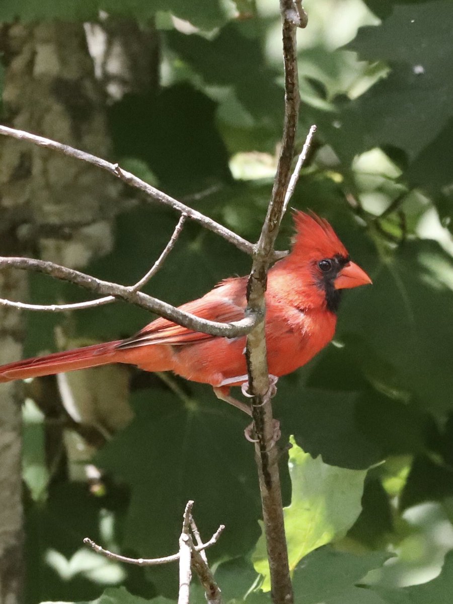 Cardinals are beautiful birds.