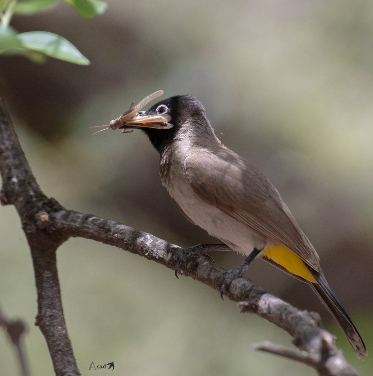 HumayoonAsad's tweet image. White spectacled bulbul with a catch! A member of bulbul family native to Mediterranean region and parts of Middle East.
#IndiAves #BirdsSeenIn2025 #birdphotography #birdwatching #birding