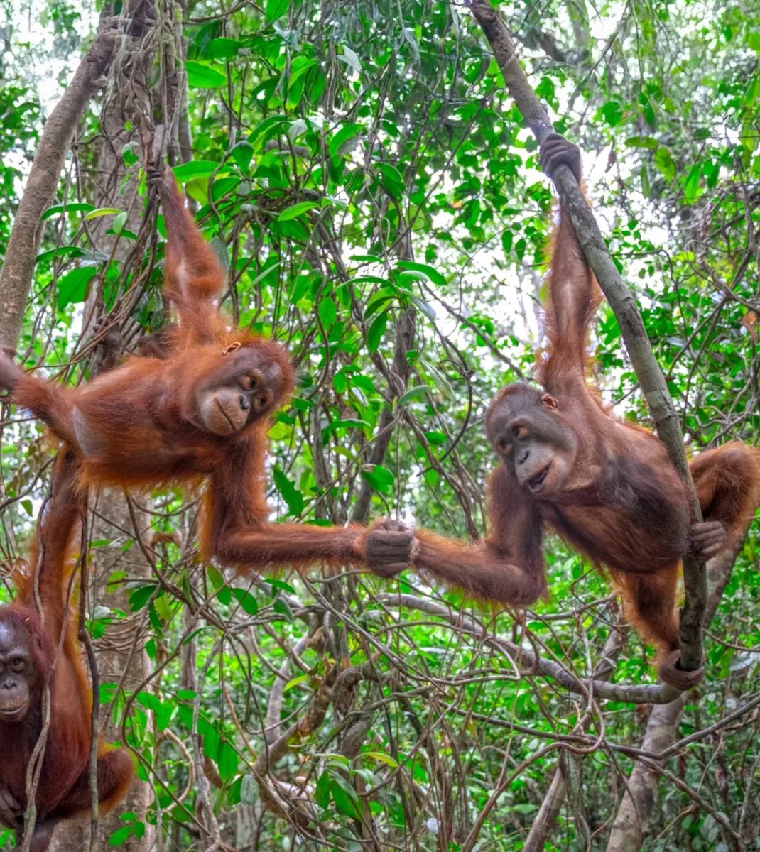 crazy azz orange boy (@azz_orange) on Twitter photo <a href="/OldMarcoChimp/">Old King Chimp</a> <a href="/HotTopicPrince/">๐ฉ๐๐ป๐๐ฃ๐ ๐๐ฃ๐๐๐๐ฆ๐ฅ๐๐ โ๐ฃ๐๐๐๐๐๐ฉ</a> our bedtiem is 845 on weeknites ๐ <a href="/OldMarcoChimp/">Old King Chimp</a> <a href="/HotTopicPrince/">๐ฉ๐๐ป๐๐ฃ๐ ๐๐ฃ๐๐๐๐ฆ๐ฅ๐๐ โ๐ฃ๐๐๐๐๐๐ฉ</a> our bedtiem is 845 on weeknites ๐