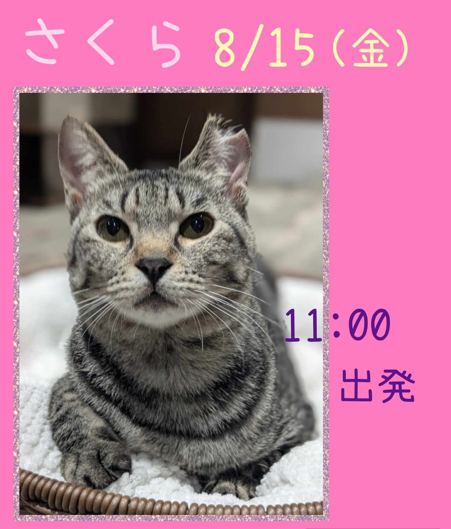 🐾🦕あやこゆき🌟VFKサポTNRおばさん。 on X: 