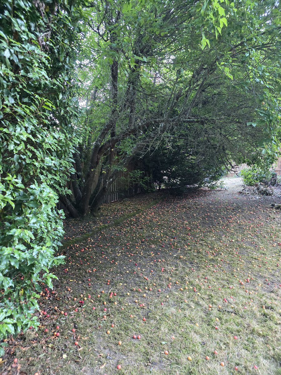 DecrimNat's tweet image. Nature is abundant