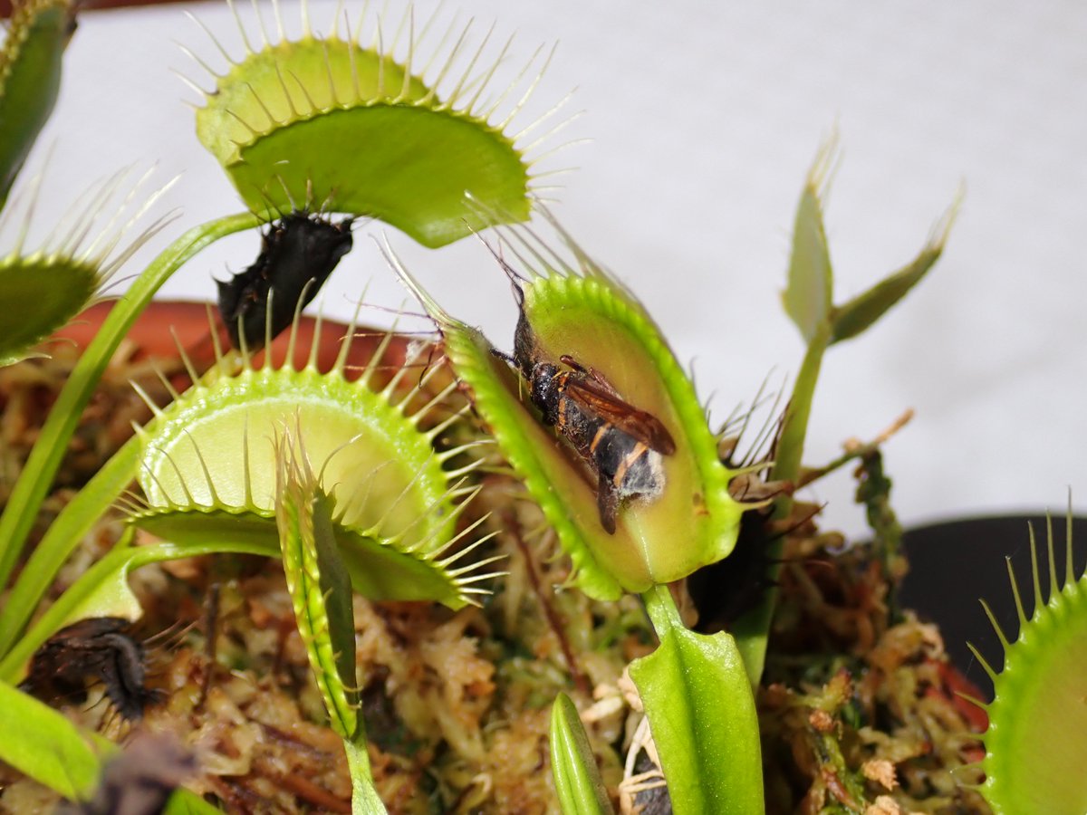 食虫植物　お知らせ用 74859-1.jpg