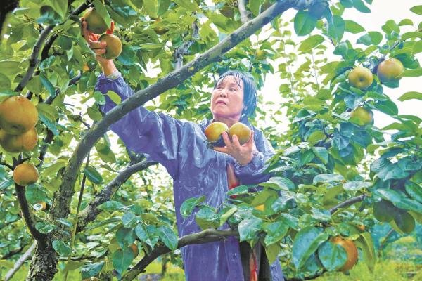 宁海县长街镇登喜翠冠梨基地呈现一派忙碌景象，村民争分夺秒抢收已经成熟的翠冠梨。大家分工协作，有的负责分拣，将大小、品质不同的蜜梨区分开来；有的忙着包装，把分拣好的蜜梨装入盒中；有的忙着发货，把新鲜的翠冠梨装上车。
