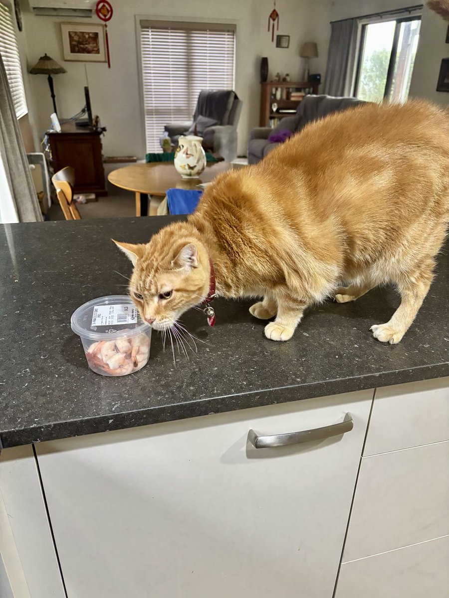 OMG we haz prawns 🍤 furpals!