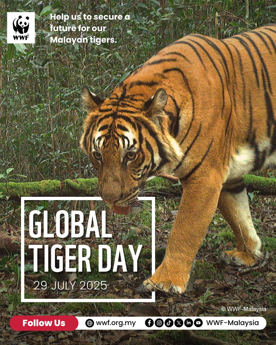 Happy Global Tiger Day! #DYK tigers are key for a healthy forest ecosystem, which we need for clean air, fresh water, climate change mitigation, and much more? Help save our Malayan tigers, visit wwf.org.my/tiger2025 Thank you. 
#wwfmy #GlobalTigerDay