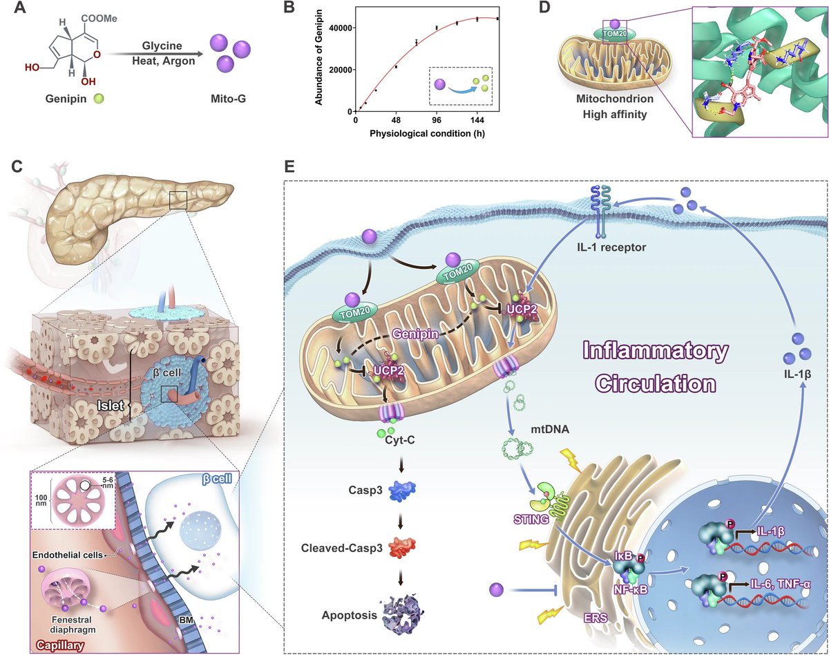 PancreaticCell's tweet image. Scientists show that STING is significantly elevated in T2DM β cells.
They also clarify the key role of uncoupling protein 2, and reveal that interleukin-1β drives β cells to produce autoinflammation through the UCP2/mtDNA/STING axis in T2DM.
🔓 go.nature.com/45hV4OO