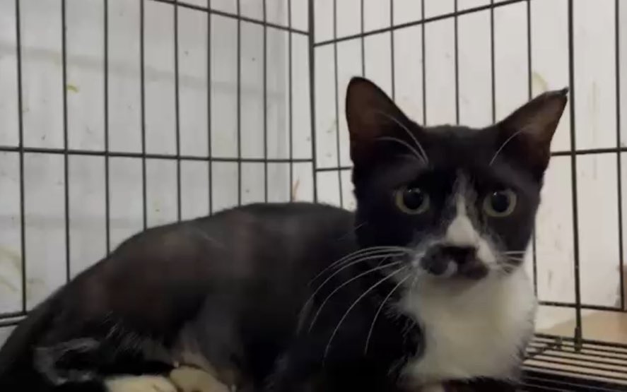Kicap her son got his forever home, and he is doing so well! can we help find one for his mama too? ☺️