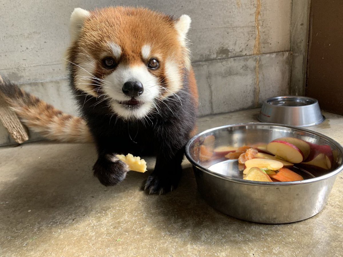 HourlyWah's tweet image. [🔗](api.tinyfox.dev/hourly/wahs/ph…)