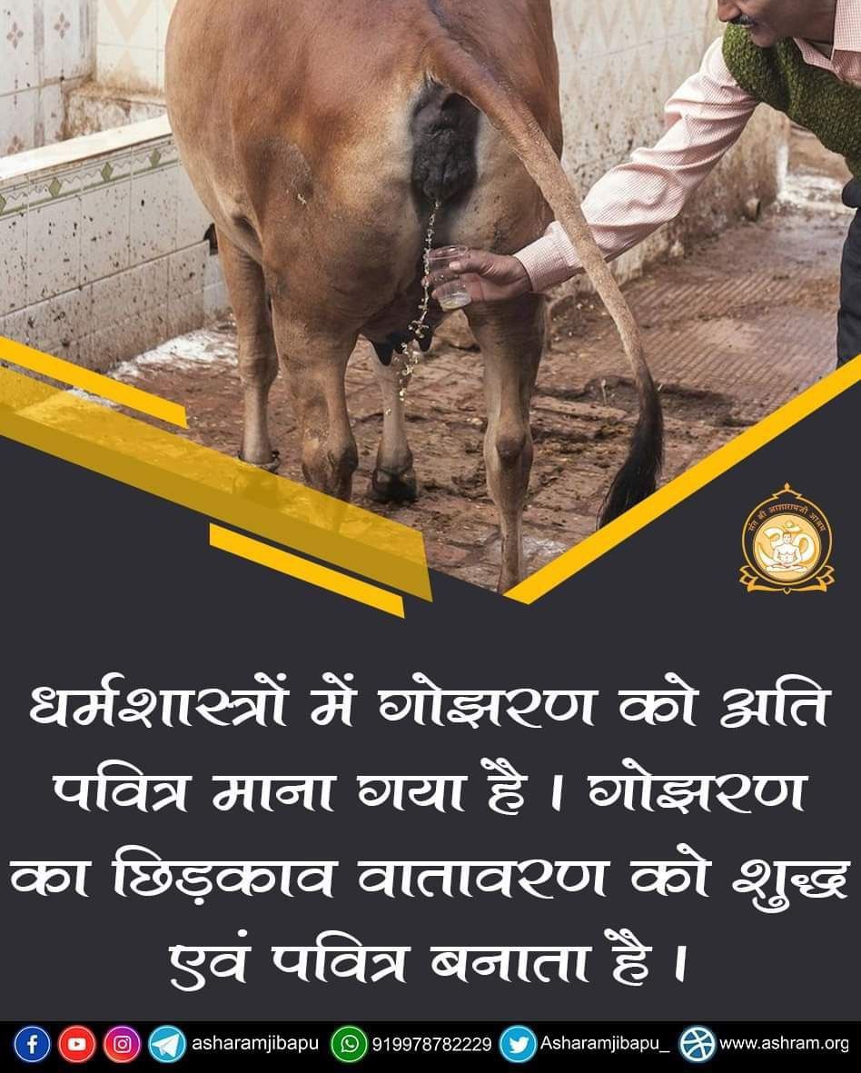 mahavir verma (@mahavirv1969) on Twitter photo <a href="/jagohindustani_/">जागो हिन्दुस्तानी</a> जी हां, Sant Shri Asharamji Bapu कहते हैं कि गोमूत्र से कैंसर जैसे असाध्य रोगों का इलाज भी संभव है। गाय के दूध, दही, घी, गोबर रस व गौमूत्र से बनने वाला पंचगव्य हड्डी तक के रोगों को खत्म करता है। देसी काली गाय के दूध से वायुदोष का नाश होता है।
Benefits Of Desi Cow
#GauRaksha <a href="/jagohindustani_/">जागो हिन्दुस्तानी</a> जी हां, Sant Shri Asharamji Bapu कहते हैं कि गोमूत्र से कैंसर जैसे असाध्य रोगों का इलाज भी संभव है। गाय के दूध, दही, घी, गोबर रस व गौमूत्र से बनने वाला पंचगव्य हड्डी तक के रोगों को खत्म करता है। देसी काली गाय के दूध से वायुदोष का नाश होता है।
Benefits Of Desi Cow
#GauRaksha