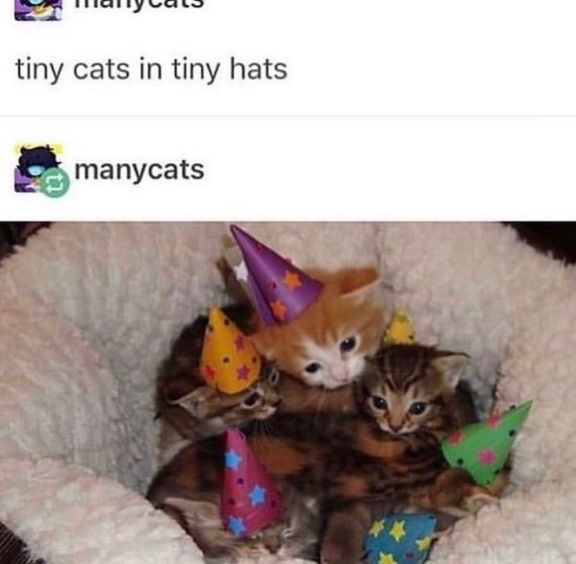 Punch Cat (@punchingcat) on Twitter photo 