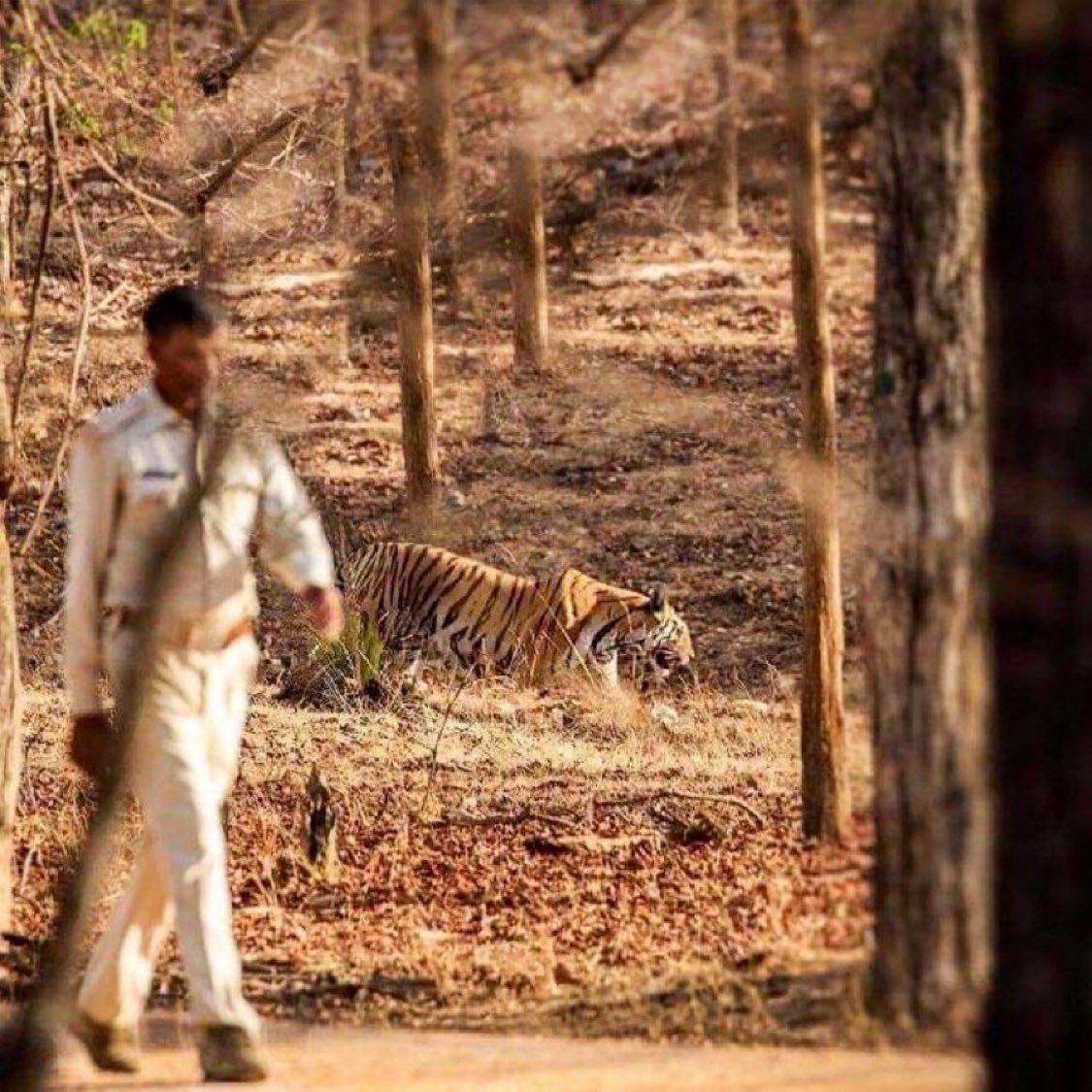 Tiger is a striped monk, prefers elusive, secluded and meditative life, and our foot soldiers are no less great. 

PC: Shared #GlobalTigerDay