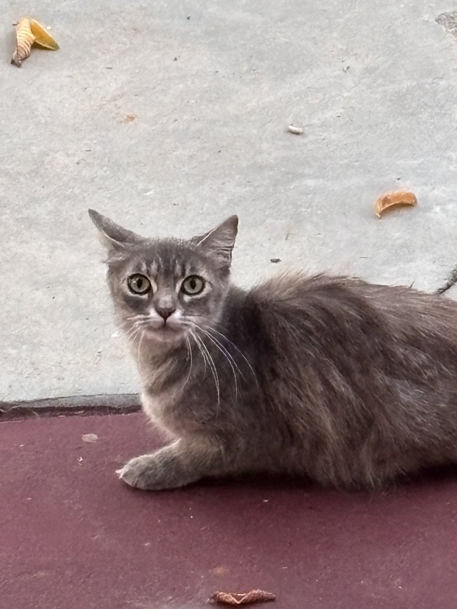insectoid98's tweet image. this gorgeous ass stray cat that visits us regularly (her name is gennifer)