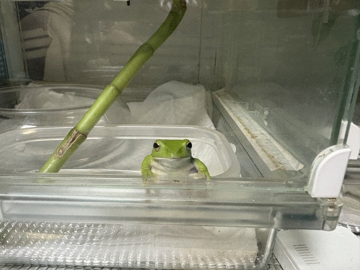 nitapistan's tweet image. 今日もまつ
あなたがコオロギ🦗️
くれるから🐸

#frog #カエル
#シュレーゲルアオガエル