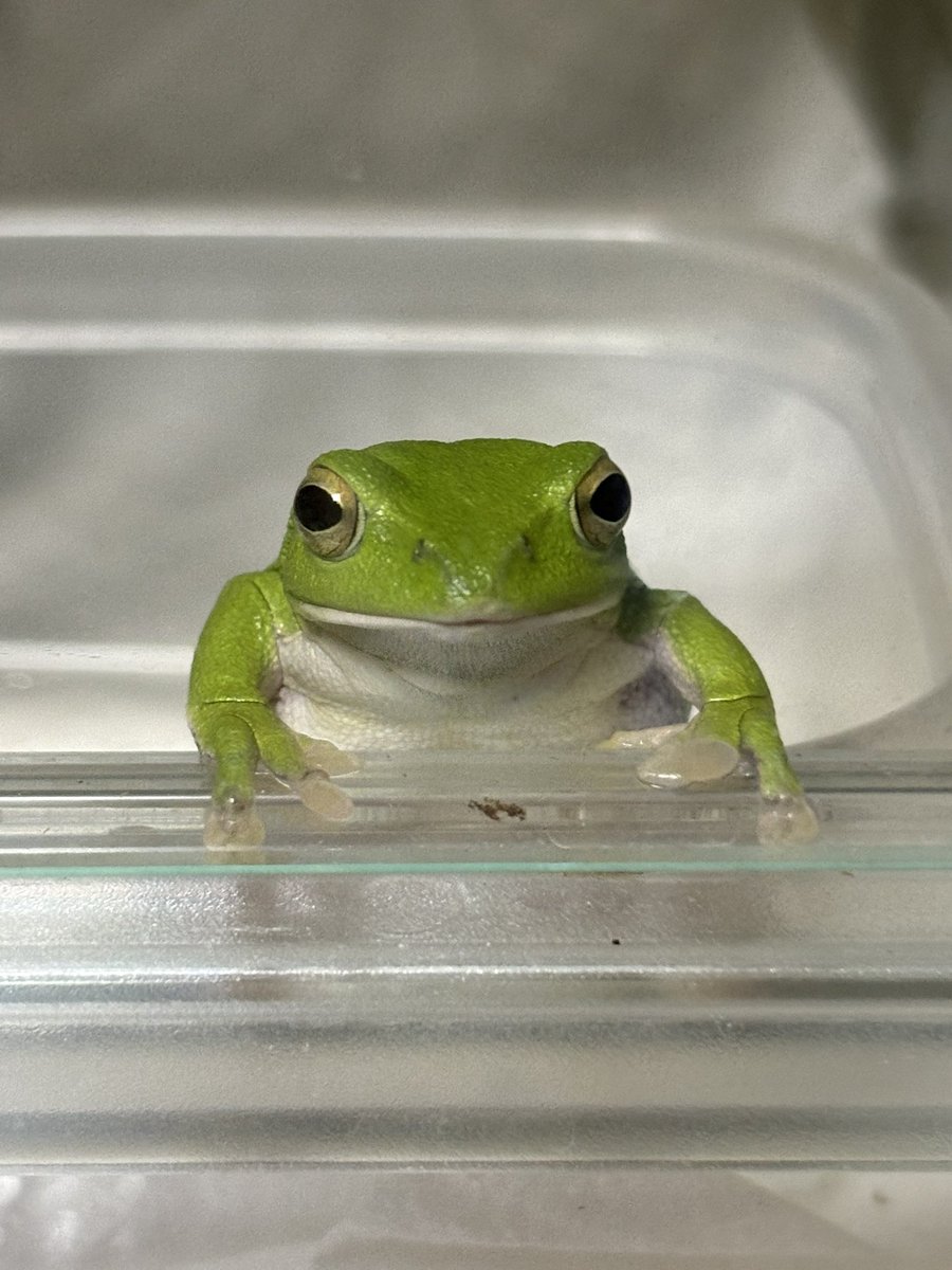 nitapistan's tweet image. 今日もまつ
あなたがコオロギ🦗️
くれるから🐸

#frog #カエル
#シュレーゲルアオガエル