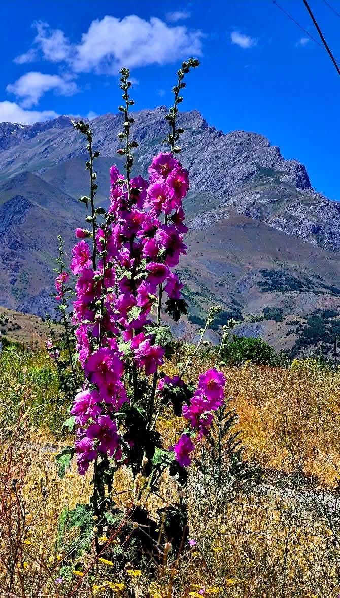 Gün güzellik getirsin #günaydın #rojbaş