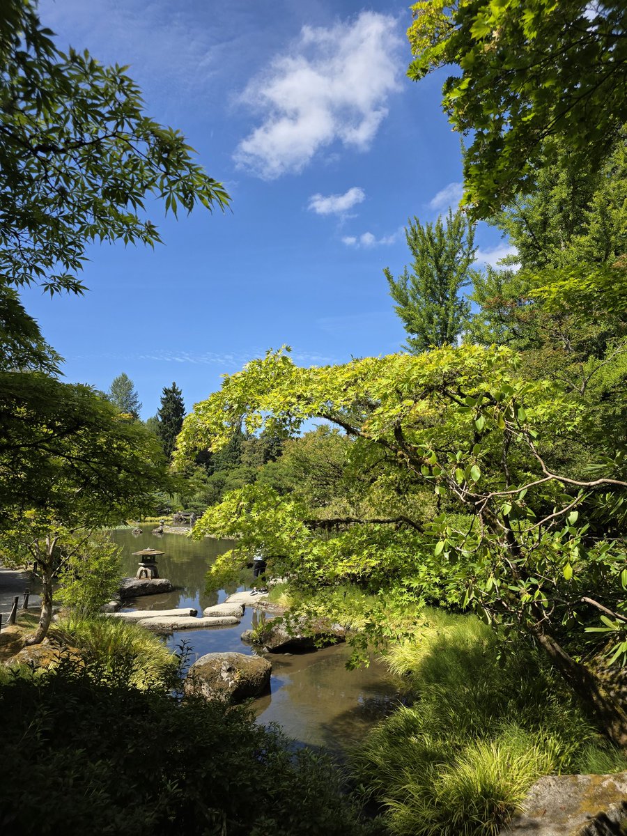 DecrimNat's tweet image. Seattle Arboretum Pepe n Frens
🐸🪷🦤