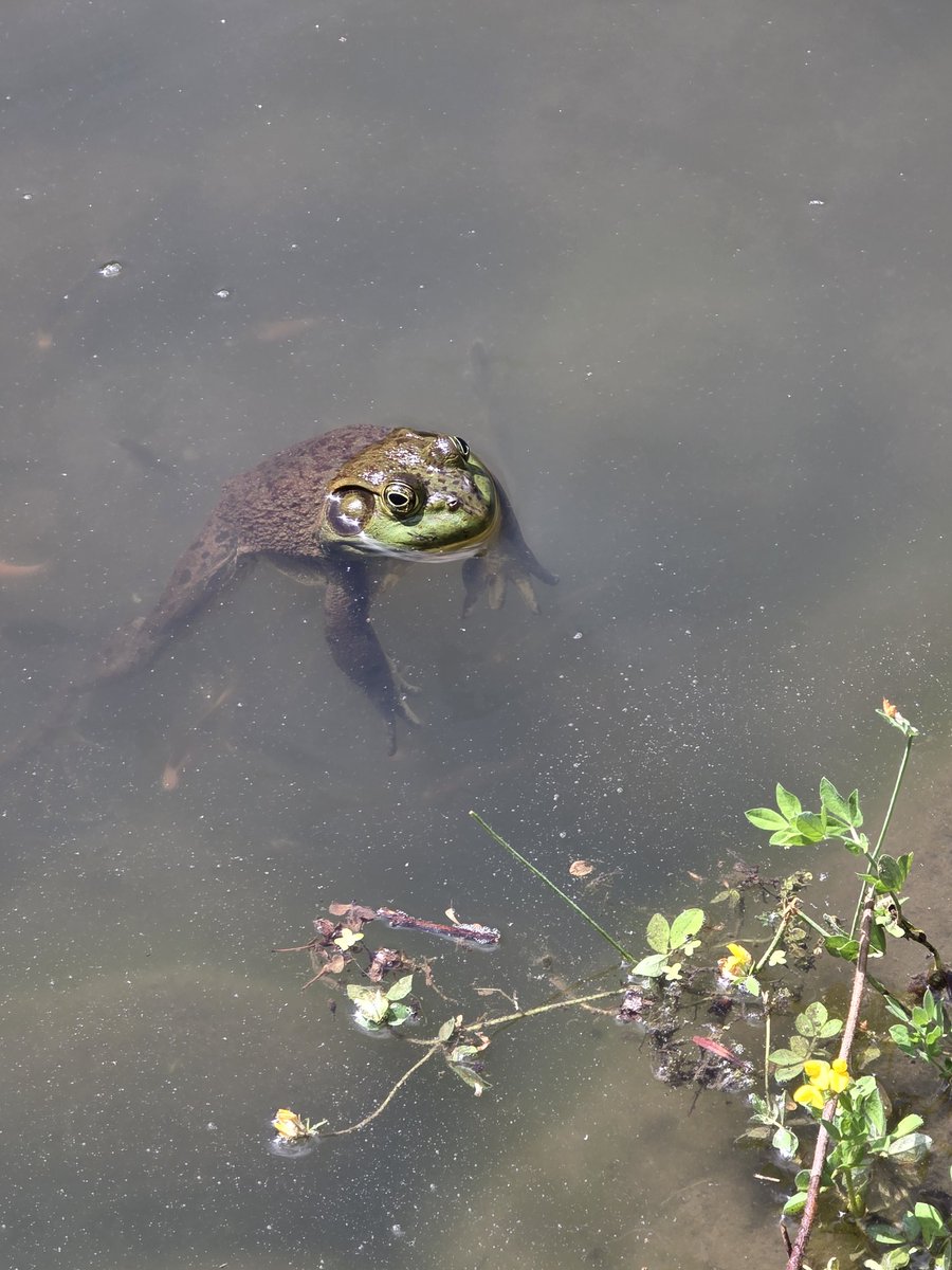 DecrimNat's tweet image. Seattle Arboretum Pepe n Frens
🐸🪷🦤