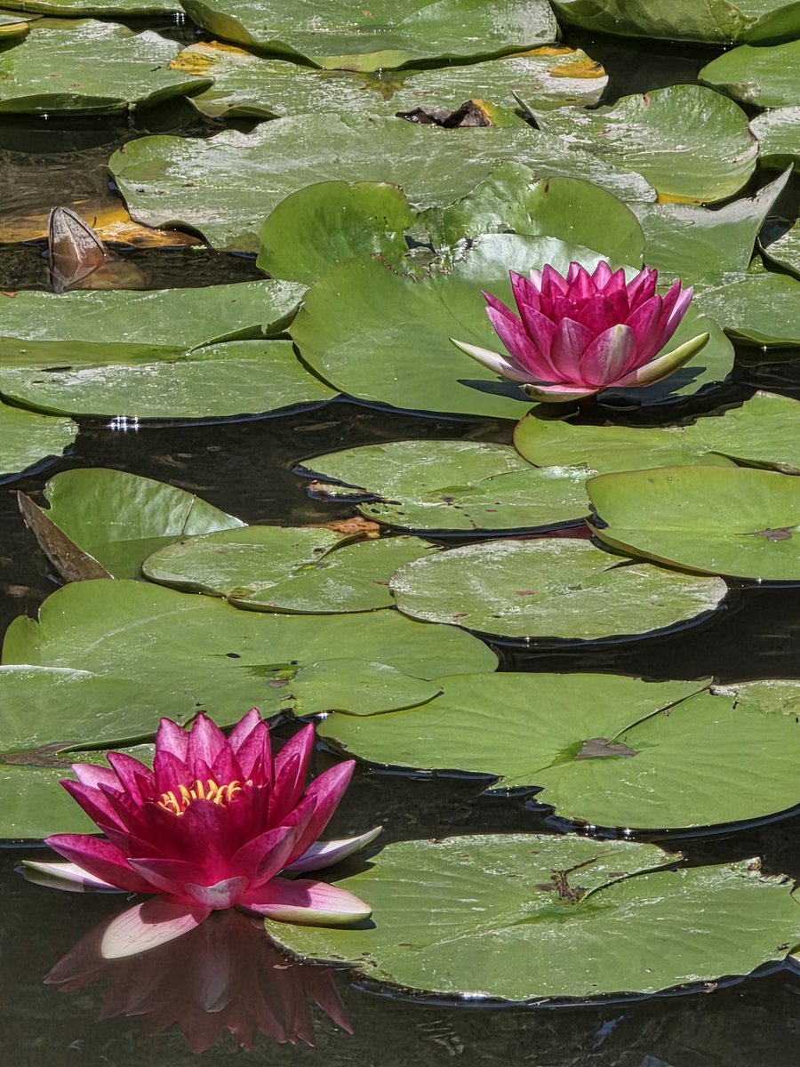 DecrimNat's tweet image. Seattle Arboretum Pepe n Frens
🐸🪷🦤