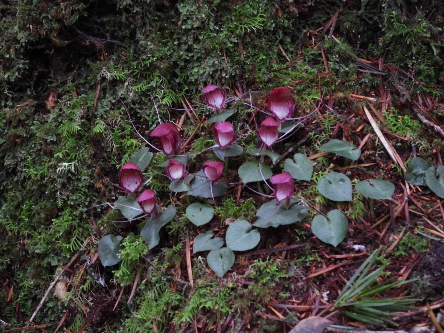 幻の植物を追って 幻の植物を追って | 荻巣 樹徳 |本 | 通販 | Amazon