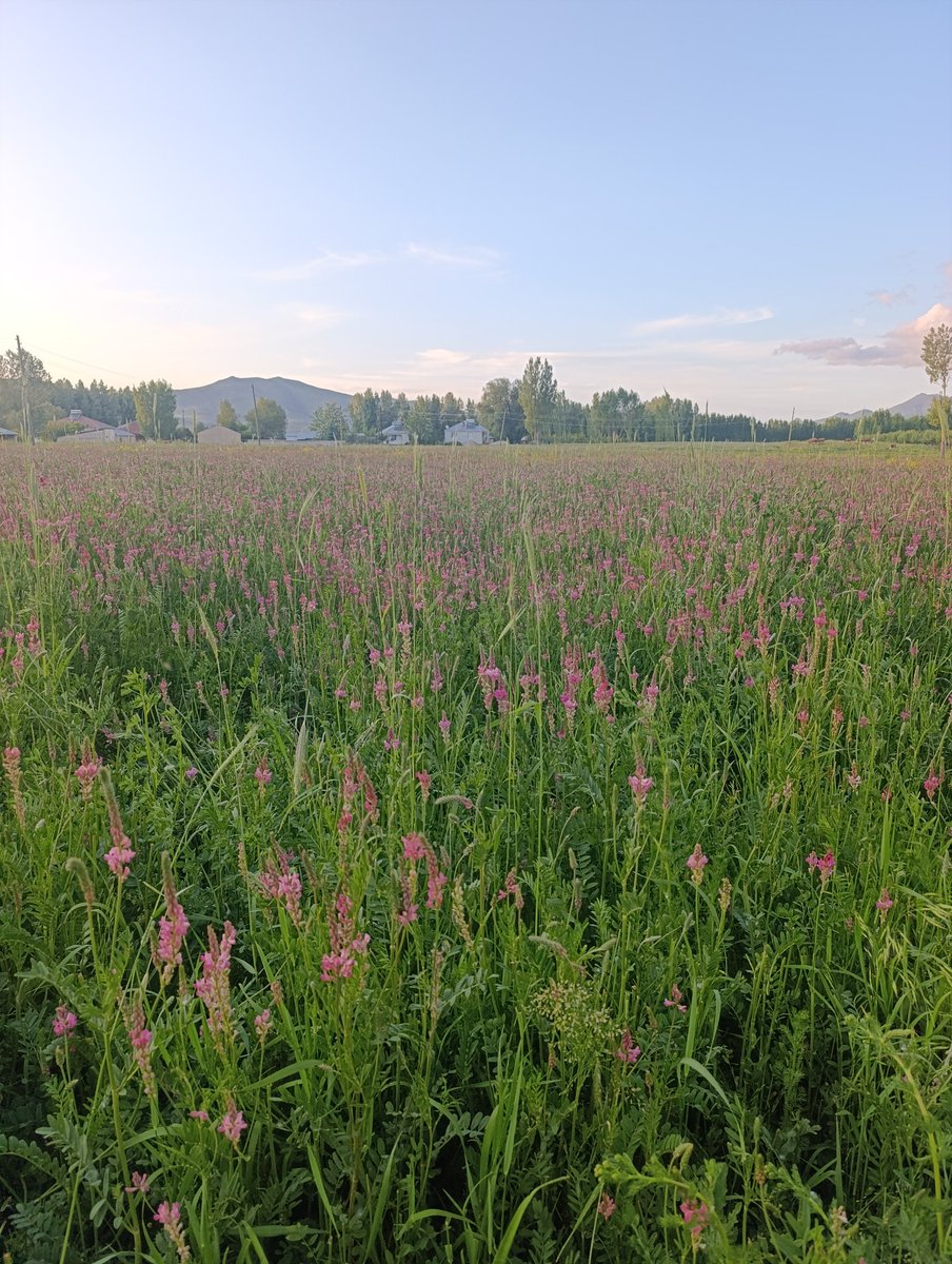 Güzel bir güne günaydın dostlar
Jı rojeke xweşre rojbaş hevalno ☕🌅